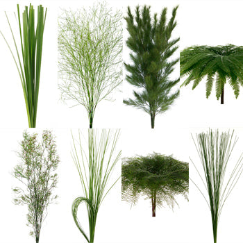Wedding greenery Australian greens combo box sold near me as bulk