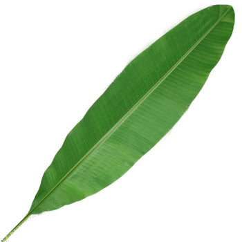 Banana Leaves Tropical Greenery