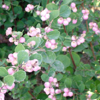 Pink Snowberry Fresh Autumn Greens