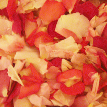 Touch of Pink Dried Rose Petals