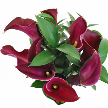 Burgundy Mini Callas Flower Bouquets