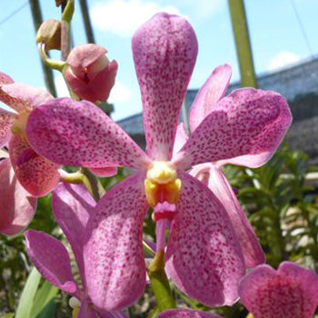 Pinky Mauve Mokara Orchid