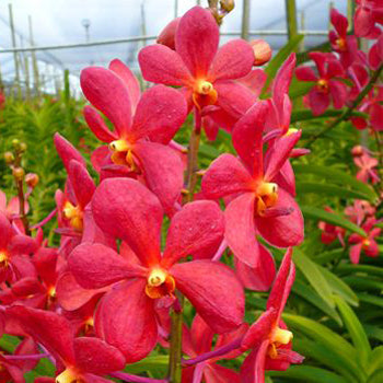 Red Lipstick Mokara Orchid