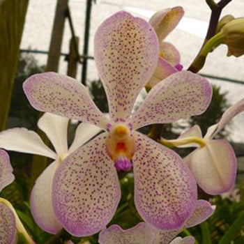 Speckled Violet Mokara Orchid