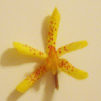 Pale Yellow with Dark Pink Aranthera Orchid