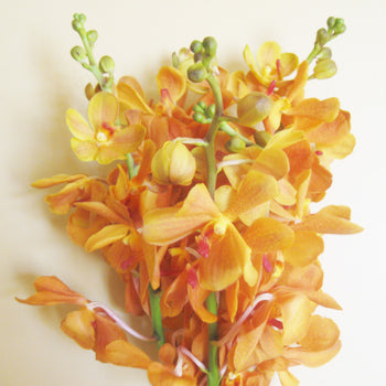Orange Mokara Orchids