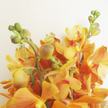 Orange Mokara Orchids