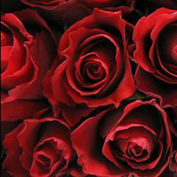 Red Calypso Sweetheart Roses