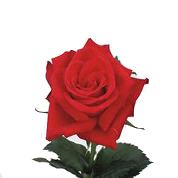 Red Calypso Sweetheart Roses