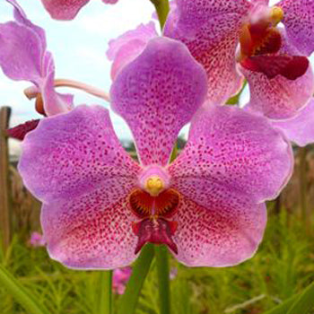 Vanda Orchids Pink Butterfly