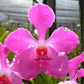 Vanda Orchids Hot Pink Calypso