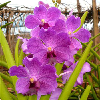 Vanda Orchids Bright Violet Purple