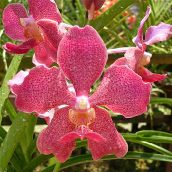 Vanda Orchids Speckled Watermelon