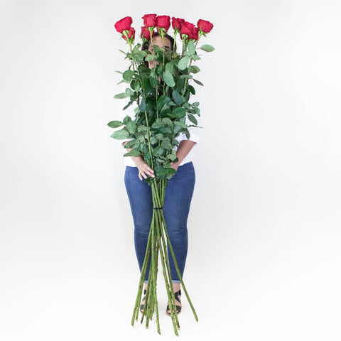 Tall Freedom Red Wholesale Rose Bunch in a hand