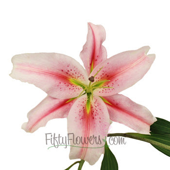 Pink Oriental Lilies