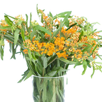 Asclepia Pumpkin Orange Flower
