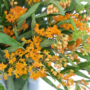 Asclepia Pumpkin Orange Flower