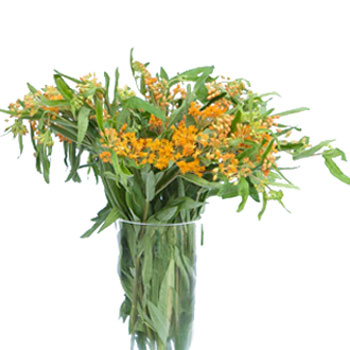 Asclepia Pumpkin Orange Flower