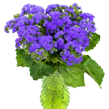 Passionate Purple Ageratum Flower