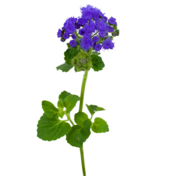 Passionate Purple Ageratum Flower