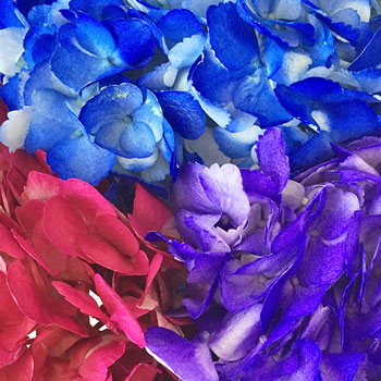 Airbrushed Jewel Toned Hydrangea Flowers