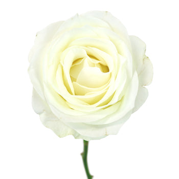 White Akito Sweetheart Roses