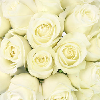 White Akito Sweetheart Roses