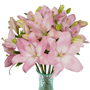 Taffy Pink LA Hybrid Lily
