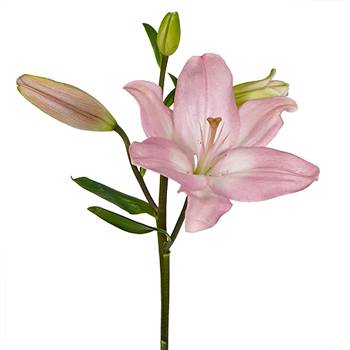 Taffy Pink LA Hybrid Lily