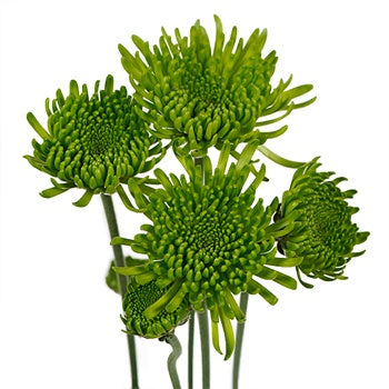 Avocado Green Novelty Chrysanthemum