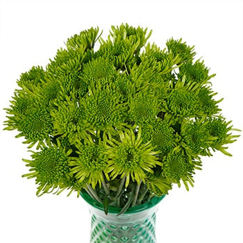 Avocado Green Novelty Chrysanthemum