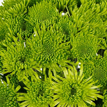 Avocado Green Novelty Chrysanthemum