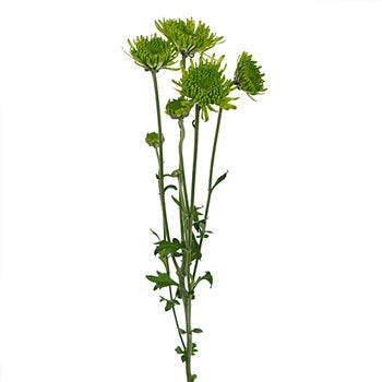 Avocado Green Novelty Chrysanthemum