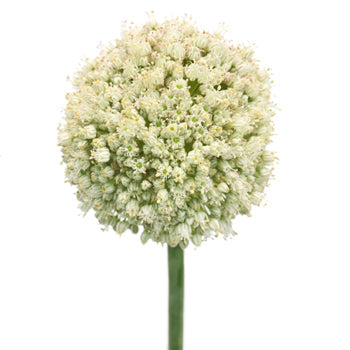 Snowball Allium Flowers