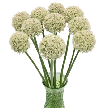 Snowball Allium Flowers