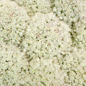 Snowball Allium Flowers