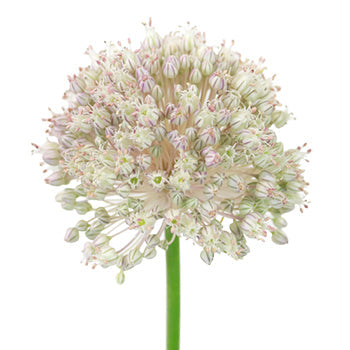 Snowball Allium Flowers