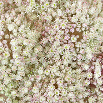 Snowball Allium Flowers