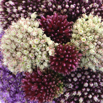 Farm Mix Allium Wedding Flowers