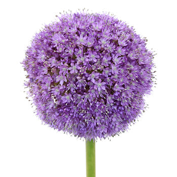 Lavender Globe Allium Flowers