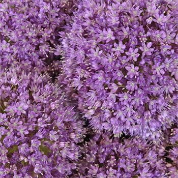 Lavender Globe Allium Flowers