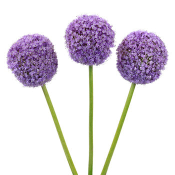 Lavender Globe Allium Flowers