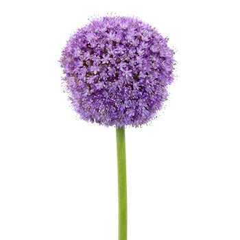 Lavender Globe Allium Flowers