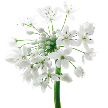 Allium Spray White Flower
