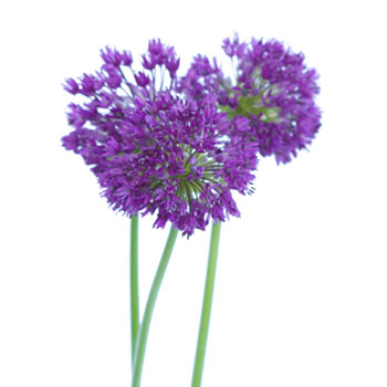 Allium Grape Purple Flower