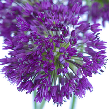 Allium Grape Purple Flower