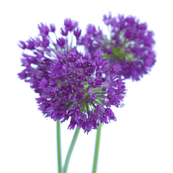 Allium Grape Purple Flower