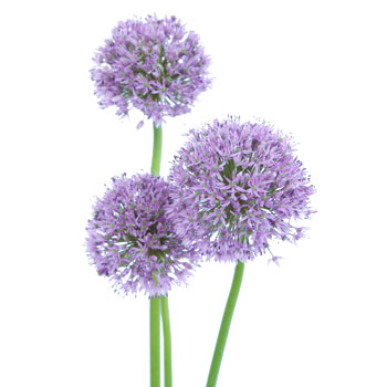 Allium Lilac Lavender Flower