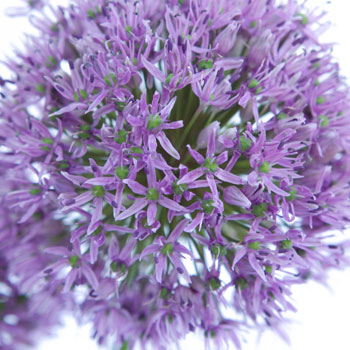 Allium Lilac Lavender Flower