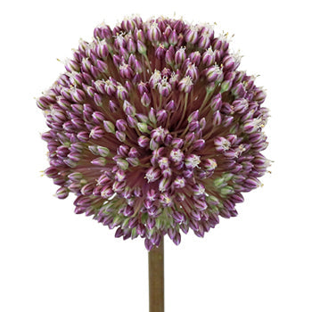 Amethyst Hues Allium Flower